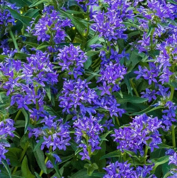 Campanula Glomerata 'Church Bells' LARGE Plug Plants Pack x6
