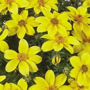 Bidens Trailing 'Yellow Pearl' Summer Basket Plug Plants Pack x6