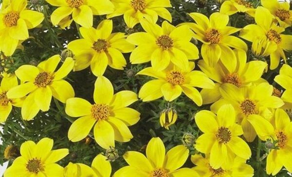 Bidens Trailing 'Yellow Pearl' Summer Basket Plug Plants Pack x6
