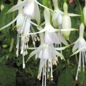 Fuchsia Hardy Bush 'Hawkshead' Summer Garden Plug Plants Pack x6