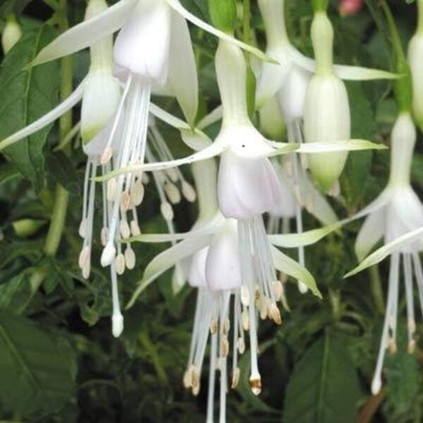 Fuchsia Hardy Bush 'Hawkshead' Summer Garden Plug Plants Pack x6