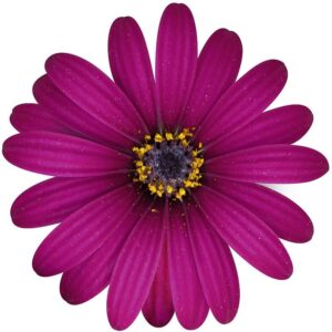 Osteospermum Cape Daisy Erato® 'Purple' Summer Plug Plants Pack x6