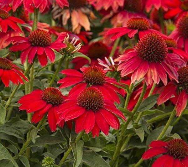 Echinacea (Coneflower) Sombrero® Salsa Red Perennial Plug Plants Pack x6