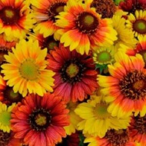 Gaillardia Mesa Mix F1 Grandiflora Perennial (LARGE) Plug Plants Pack x6