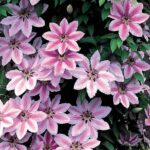 Clematis 'Nelly Moser' Climbing Shrub 9cm Pot Plants Pack x3