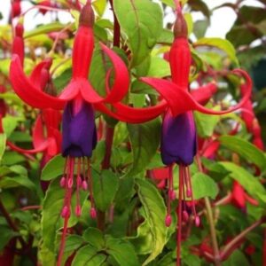 Fuchsia Hardy Bush 'Genii' Summer Garden Plug Plants Pack x6
