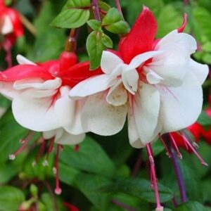 Fuchsia Trailing 'Swingtime' Summer Garden Plug Plants Pack x6