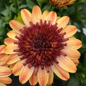 Osteospermum Erato® 'Double Orange Centre' Summer Plug Plants Pack x6