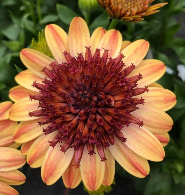 Osteospermum Erato® 'Double Orange Centre' Summer Plug Plants Pack x6