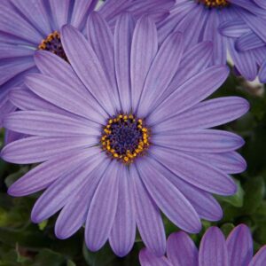 Osteospermum Cape Daisy Erato® 'Compact Blue' Summer Plug Plants Pack x6
