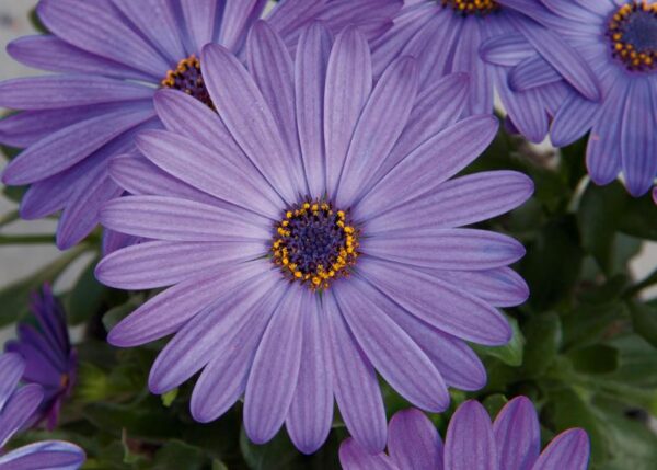 Osteospermum Cape Daisy Erato® 'Compact Blue' Summer Plug Plants Pack x6