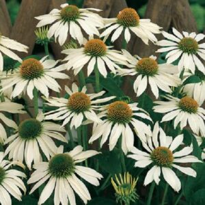 Echinacea 'Primadonna White' Perennial Garden Plug Plants Pack x6