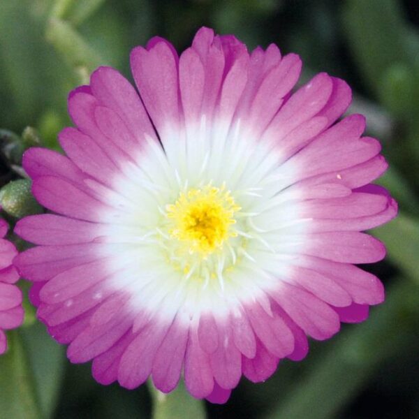 Delosperma Jewel of Desert Suntropics® 'Hot Pink' Perennial Plug Plants Pack x6
