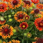 Gaillardia 'Fanfare' Amber Glow Perennial Garden LARGE Plug Plants Pack x6