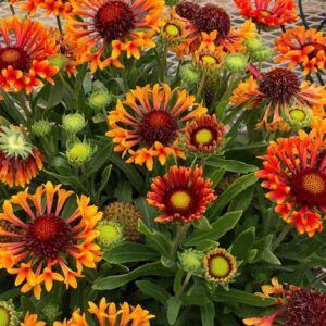 Gaillardia 'Fanfare' Amber Glow Perennial Garden LARGE Plug Plants Pack x6