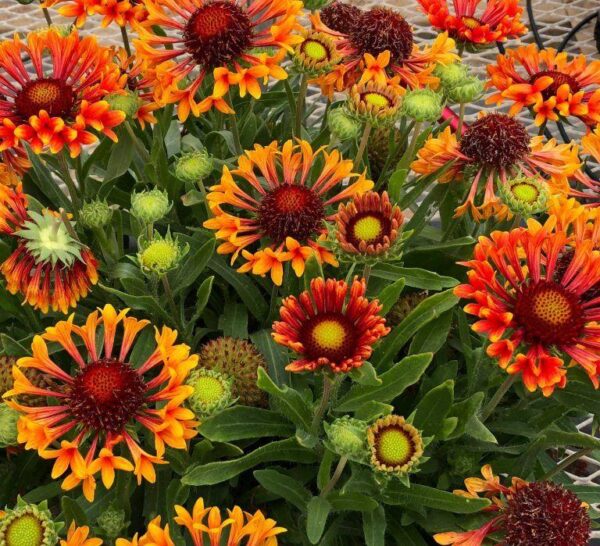 Gaillardia 'Fanfare' Amber Glow Perennial Garden LARGE Plug Plants Pack x6