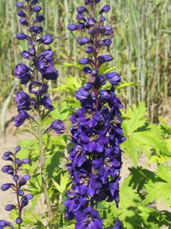 Delphinium 'Black Knight' Perennial Garden 9cm Pot Plants Pack x3