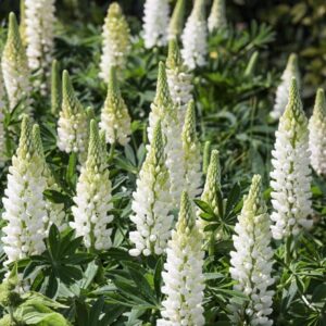 Lupin Russell White 'Noble Maiden' Perennial 9cm Pot Plants Pack x3