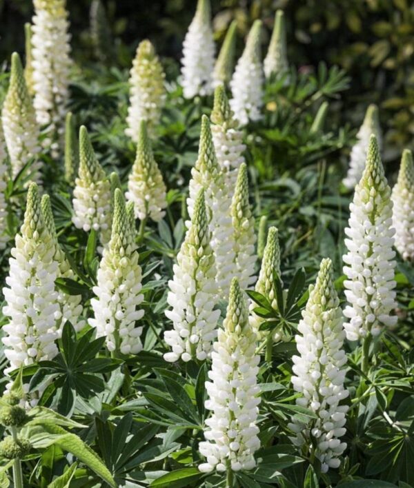 Lupin Russell White 'Noble Maiden' Perennial 9cm Pot Plants Pack x3