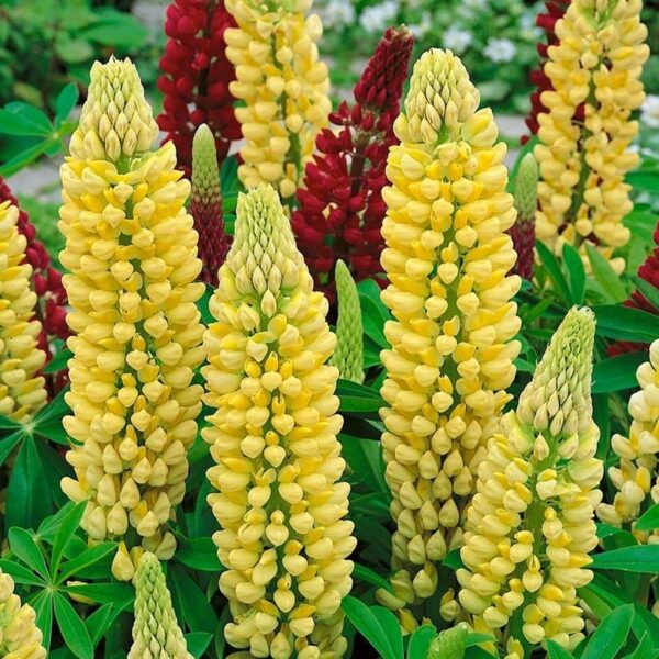 Lupin / Lupinus Russell 'Chandelier' Perennial 9cm Plants Pack x3
