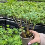 Lupin / Lupinus 'The Govenor' Perennial 9cm Plants Pack x3