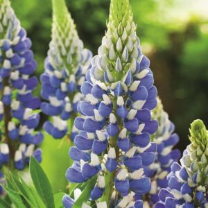 Lupin / Lupinus 'The Govenor' Perennial 9cm Plants Pack x3