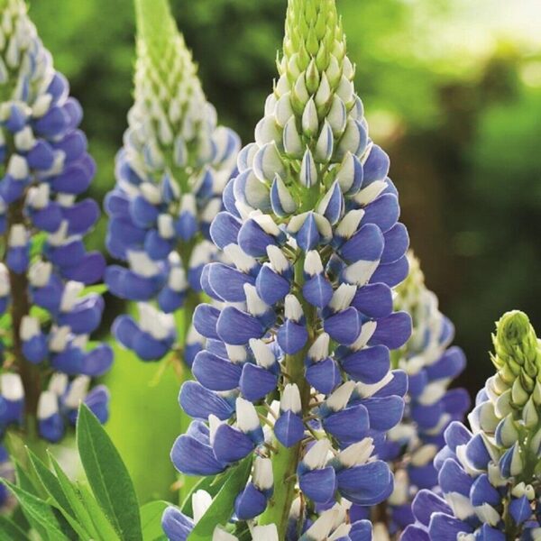 Lupin / Lupinus 'The Govenor' Perennial 9cm Plants Pack x3