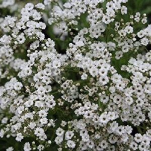Gypsophila Paniculata White Alba Snowflake Perennial 9cm Pot Plants Pack x3
