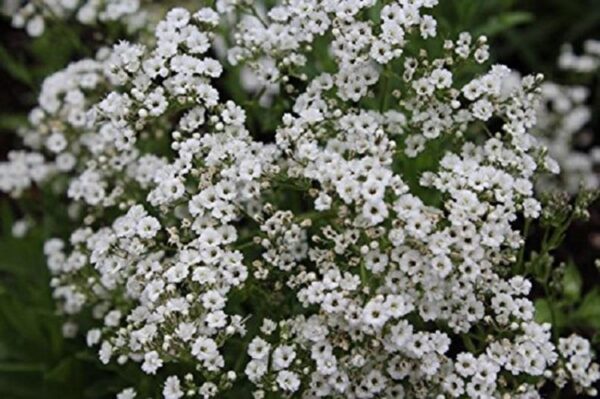 Gypsophila Paniculata White Alba Snowflake Perennial 9cm Pot Plants Pack x3