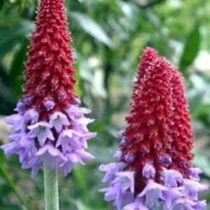 Primula 'Vialii' Perennial perennial 9cm Plants Pack x3