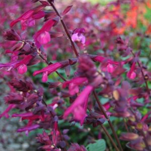 Salvia Love & Wishes Perennial Garden Plug Plants Pack x6