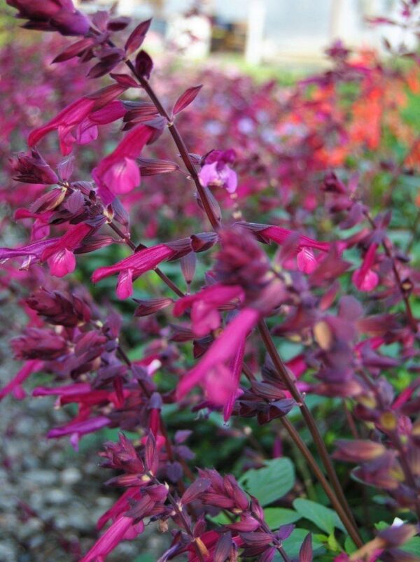 Salvia Love & Wishes Perennial Garden Plug Plants Pack x6