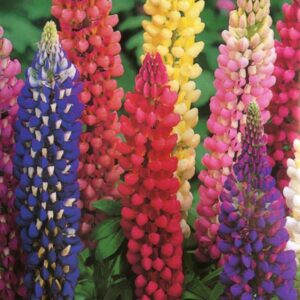 Lupin Russell Hybrids Mixed 9cm Perennial Plants Pack x3