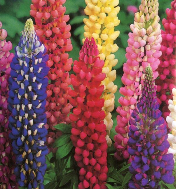 Lupin Russell Hybrids Mixed 9cm Perennial Plants Pack x3