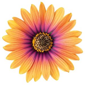 Osteospermum Erato® 'Purple Glow' Summer Plug Plants Pack x6