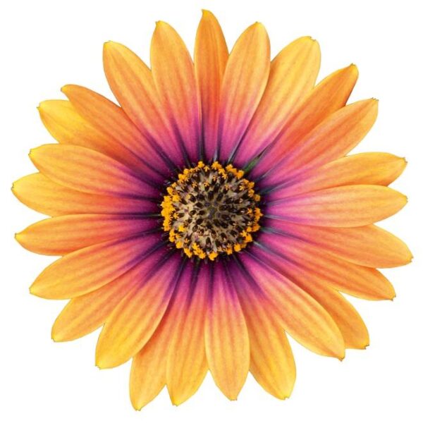 Osteospermum Erato® 'Purple Glow' Summer Plug Plants Pack x6