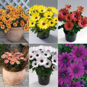 Osteospermum Cape Daisy 'Special Mixed' Summer Bedding Plug Plants Pack x6