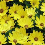 Osteospermum Cape Daisy 'Special Mixed' Summer Bedding Plug Plants Pack x6