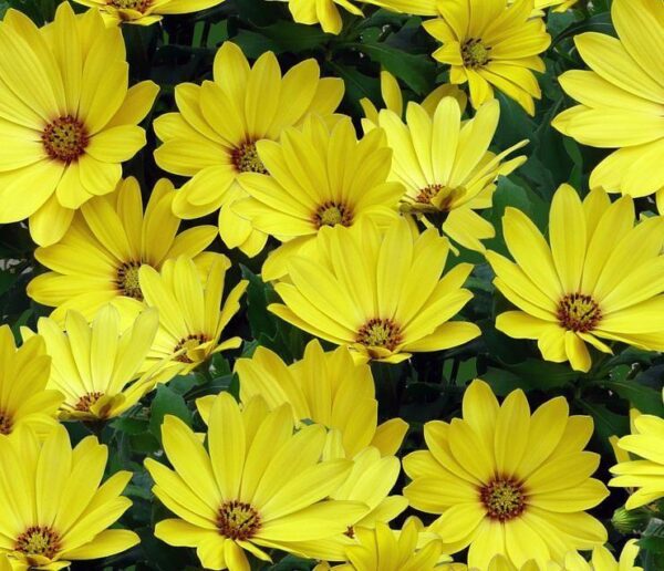 Osteospermum Cape Daisy 'Special Mixed' Summer Bedding Plug Plants Pack x6