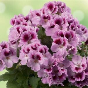 Pelargonium 'Aristo Mixed' (Aristo Series) Pack x6 Plug Plants