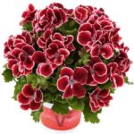 Pelargonium 'Aristo Mixed' (Aristo Series) Pack x6 Plug Plants
