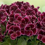 Pelargonium 'Aristo Mixed' (Aristo Series) Pack x6 Plug Plants