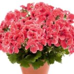 Pelargonium 'Aristo Mixed' (Aristo Series) Pack x6 Plug Plants
