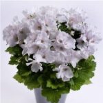Pelargonium 'Aristo Mixed' (Aristo Series) Pack x6 Plug Plants