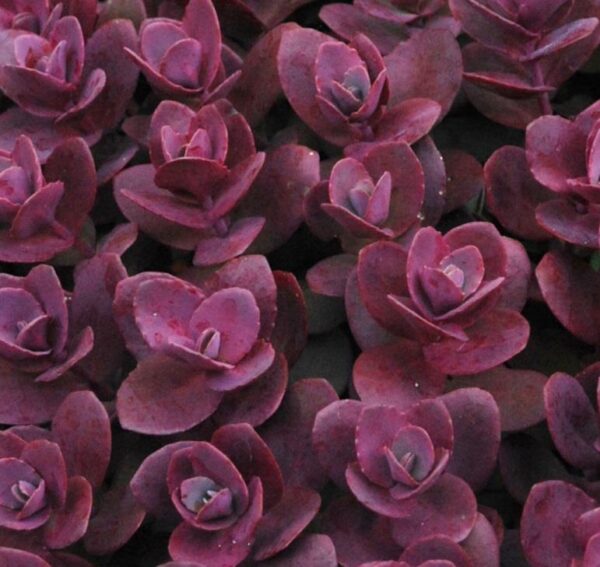 Sedum Sunsparkler 'Cherry Tart' Pack x6 LARGE Plug Plants