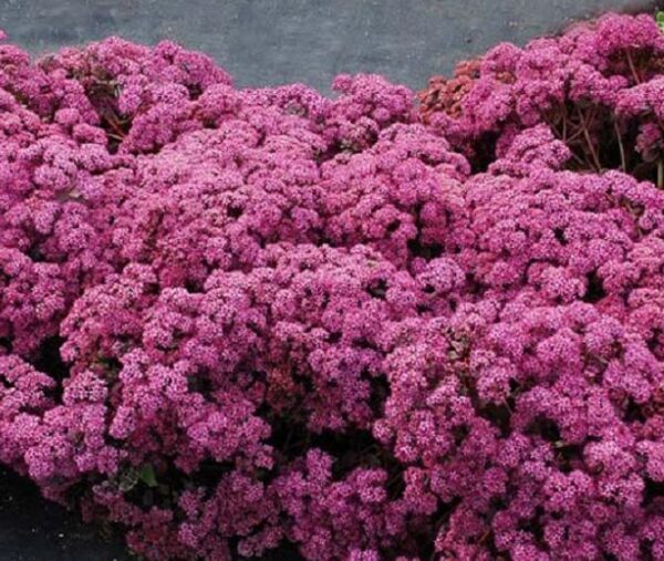 Sedum Sunsparkler 'Cherry Tart' Pack x6 LARGE Plug Plants