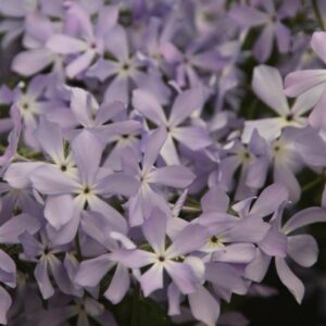 Phlox Divaricata 'Clouds of Perfume' Perennial LARGE Plug Plants Pack x6
