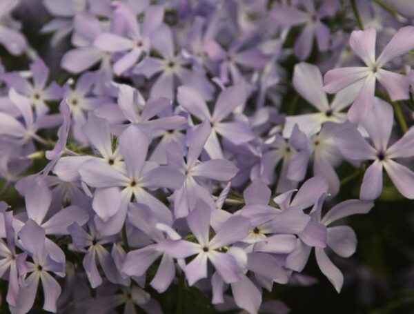 Phlox Divaricata 'Clouds of Perfume' Perennial LARGE Plug Plants Pack x6