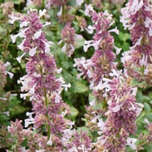 Nepeta Faassenii Whispurr™ Pink (LARGE) Perennial Plug Plants Pack x6