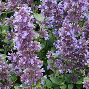 Nepeta Faassenii Whispurr™ Blue  (LARGE) Perennial Plug Plants Pack x6